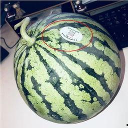 每日吃瓜必吃大瓜网红