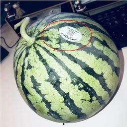 遂宁网红吃瓜,揭秘当地美食背后的故事