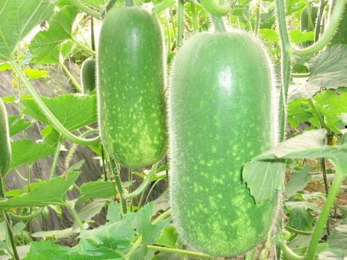 629吃瓜网官网验证,官方验证带你领略网络娱乐新风向