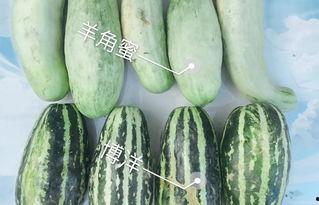 康县网红吃瓜